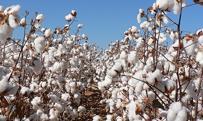 Only GMB authorised agencies can export unginned cotton from Zim